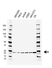 Anti RAP1A/B Antibody, clone AB01/2C6.10.4 (PrecisionAb Monoclonal Antibody) thumbnail image 1