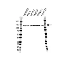 Anti RAPTOR Antibody, clone 1411CT316.2.151.34 (PrecisionAb Monoclonal Antibody) gallery image 1