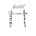 Anti RAPTOR Antibody, clone 1411CT316.2.151.34 (PrecisionAb Monoclonal Antibody) thumbnail image 1