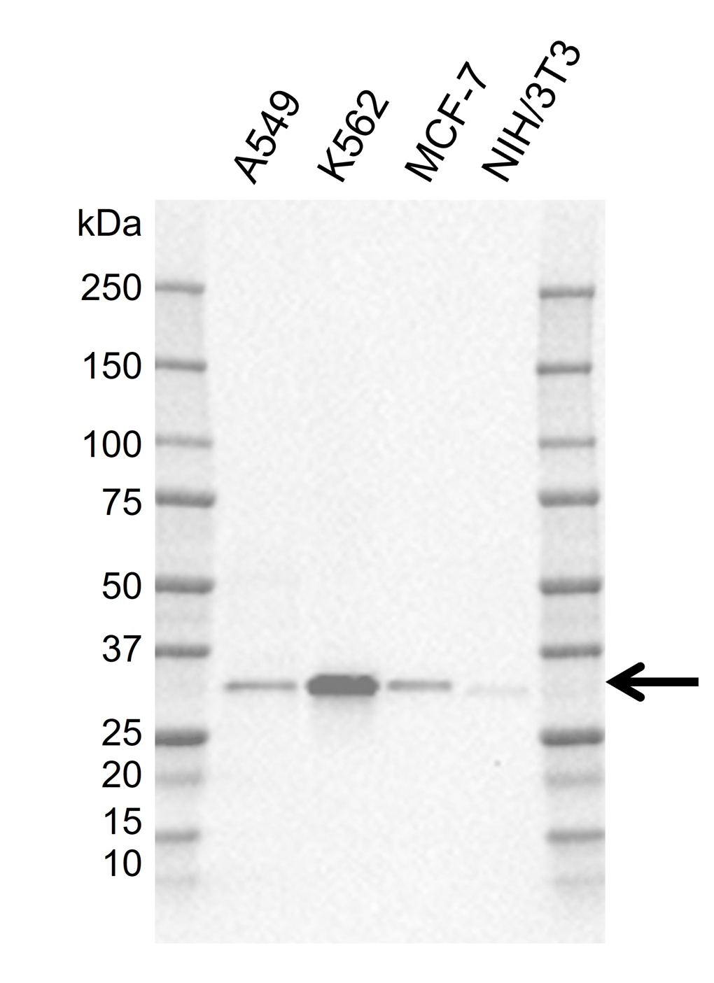 Anti Human REDD1 Antibody, clone J01-1F6 gallery image 1