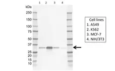 Anti Human REDD1 Antibody, clone J01-1F6 gallery image 1