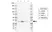 Anti Human REDD1 Antibody, clone J01-1F6 thumbnail image 1