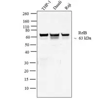 Anti RelB Antibody, clone 17.3 gallery image 1