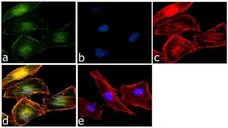 Anti RelB Antibody, clone 17.3 gallery image 2