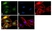 Anti RelB Antibody, clone 17.3 thumbnail image 1