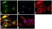 Anti RelB Antibody, clone 17.3 thumbnail image 2
