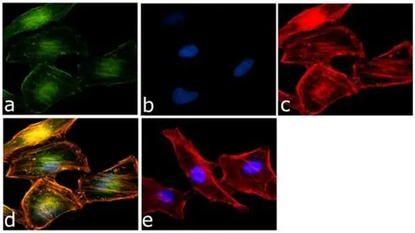 Anti RelB Antibody, clone 17.3 gallery image 2