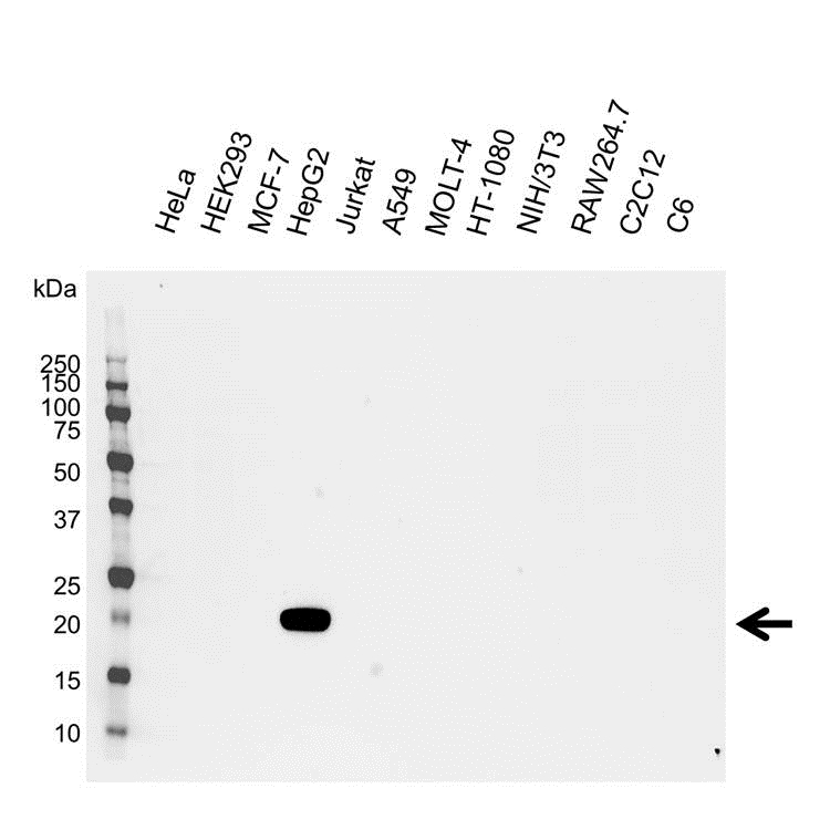 Anti Retinol Binding Protein 4 Antibody (PrecisionAb Monoclonal Antibody) gallery image 1
