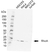 Anti RHOA Antibody, clone 21E2-C5 (PrecisionAb Monoclonal Antibody) thumbnail image 1