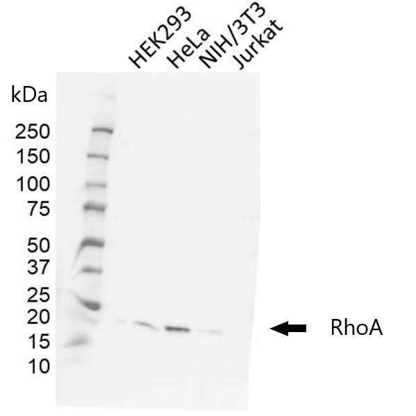 Anti RHOA Antibody, clone 21E2-C5 (PrecisionAb Monoclonal Antibody) gallery image 1