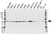 Anti RING1 Antibody, clone 8C12F4 (PrecisionAb Monoclonal Antibody) thumbnail image 1