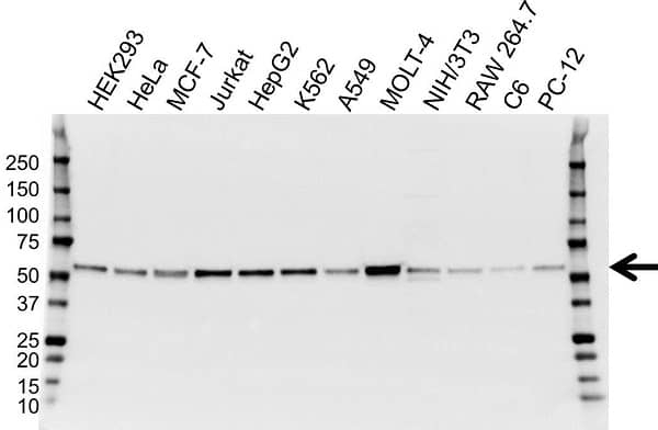 Anti RING1 Antibody, clone 8C12F4 (PrecisionAb Monoclonal Antibody) gallery image 1