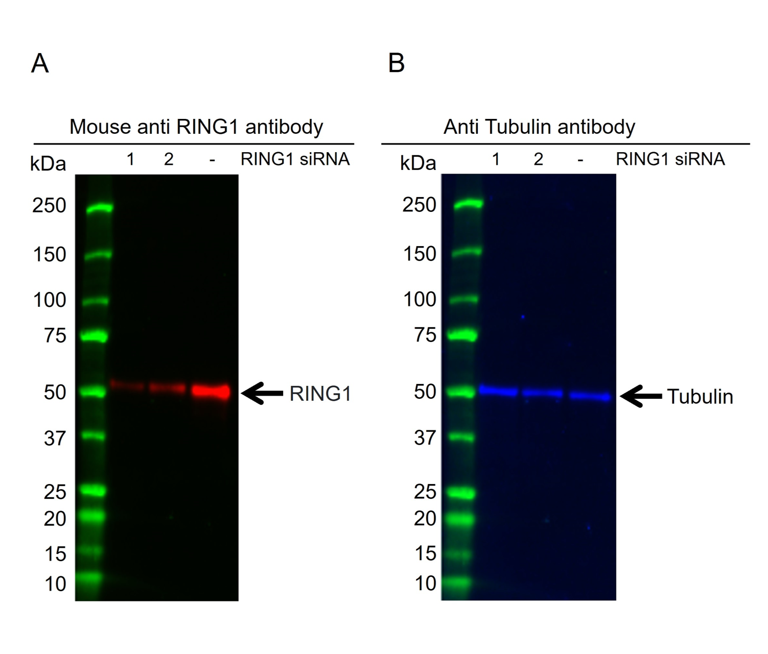 Anti RING1 Antibody, clone 8C12F4 (PrecisionAb Monoclonal Antibody) gallery image 2