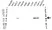 Anti RIP3 Antibody, clone OTI1D9 (PrecisionAb Monoclonal Antibody) thumbnail image 1