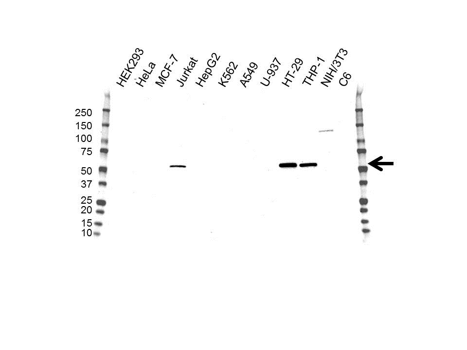Anti RIP3 Antibody, clone OTI1D9 (PrecisionAb Monoclonal Antibody) gallery image 1