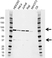 Anti RIPK1 Antibody, clone AB01/3C7 (PrecisionAb Monoclonal Antibody) thumbnail image 1