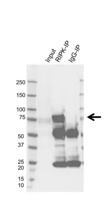 Anti RIPK1 Antibody, clone AB01/3C7 (PrecisionAb Monoclonal Antibody) gallery image 2