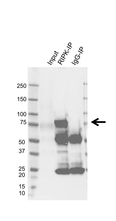Anti RIPK1 Antibody, clone AB01/3C7 (PrecisionAb Monoclonal Antibody) gallery image 2