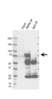 Anti RIPK1 Antibody, clone AB01/3C7 (PrecisionAb Monoclonal Antibody) thumbnail image 2