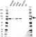 Anti RIPK1 Antibody (PrecisionAb Monoclonal Antibody) thumbnail image 1