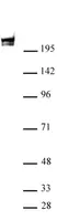 Anti Human RNA Pol II CTD Antibody, clone 1F4B6 thumbnail image 1