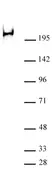 Anti Human RNA Pol II CTD (pSer2) Antibody, clone 3E7C7 thumbnail image 1
