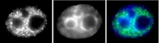 Anti Human RNA Pol II CTD (pSer5) Antibody, clone 1H4B6 gallery image 1