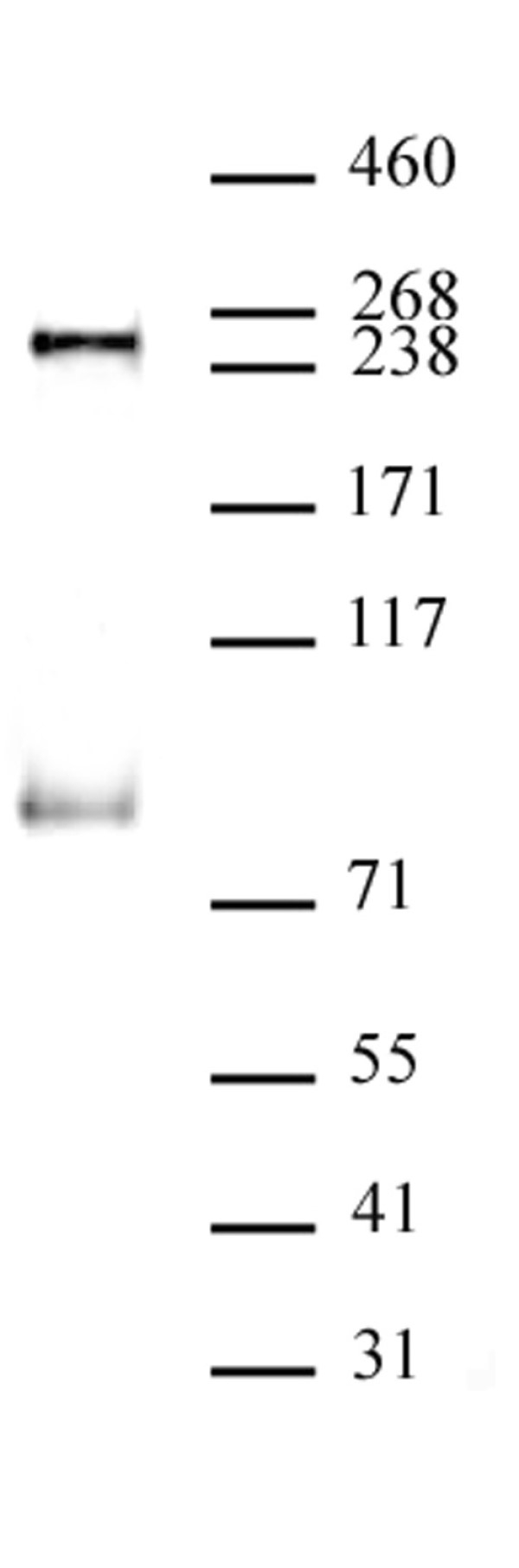 Anti Human RNA Pol II CTD (pSer5) Antibody, clone 1H4B6 gallery image 2