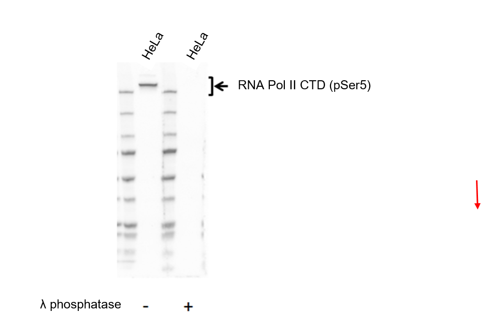 Anti RNA Pol II CTD (pSer5) Antibody, clone AbD37525 (PrecisionAb Monoclonal Antibody) gallery image 1