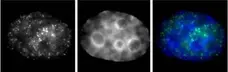 Anti Human RNA Pol II CTD (pSer7) Antibody, clone 3D4A12 gallery image 1