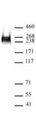 Anti Human RNA Pol II CTD (pSer7) Antibody, clone 3D4A12 thumbnail image 2