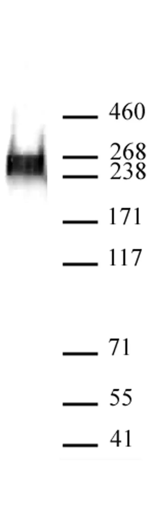 Anti Human RNA Pol II CTD (pSer7) Antibody, clone 3D4A12 gallery image 2