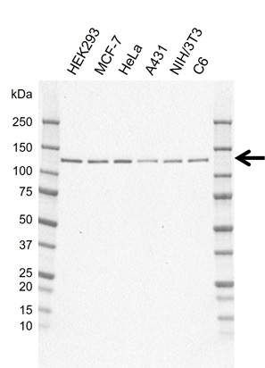 Anti RNF20 Antibody, clone AB06/4F9 (PrecisionAb Monoclonal Antibody) gallery image 1