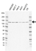 Anti RNF20 Antibody, clone AB06/4F9 (PrecisionAb Monoclonal Antibody) thumbnail image 1