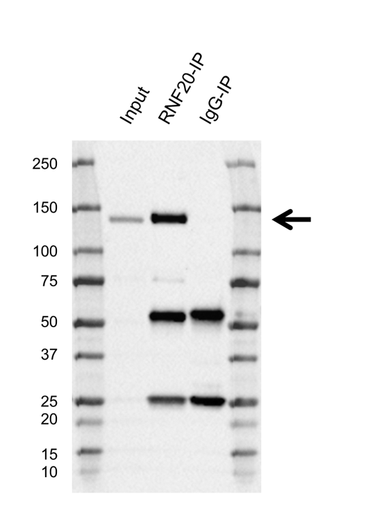 Anti RNF20 Antibody, clone AB06/4F9 (PrecisionAb Monoclonal Antibody) gallery image 2