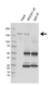 Anti ROCK1 Antibody, clone AB01/1F3 (PrecisionAb Monoclonal Antibody) thumbnail image 2