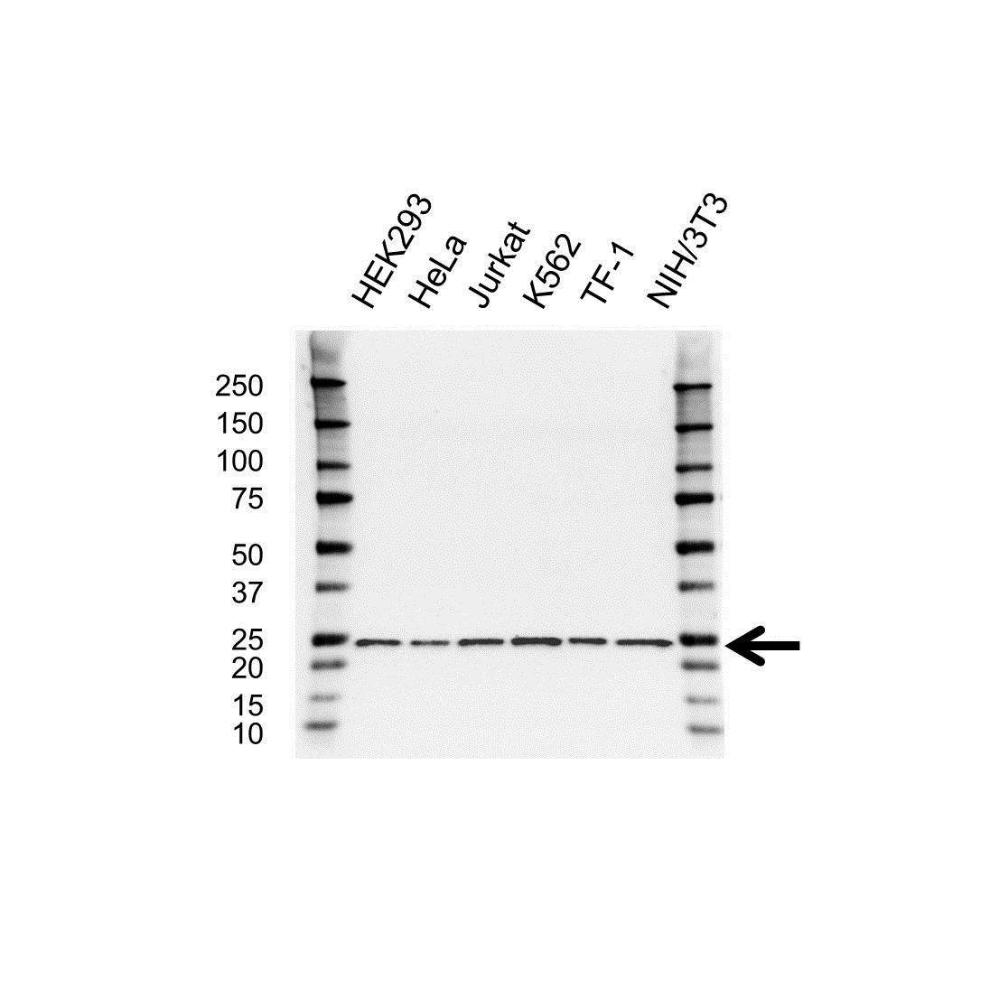 Anti RPL10 Antibody, clone OTI6B11 (PrecisionAb Monoclonal Antibody) gallery image 1