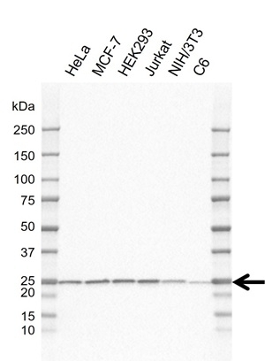 Anti RPL14 Antibody, clone AB02/1A6 (PrecisionAb Monoclonal Antibody) gallery image 1