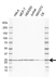 Anti RPL14 Antibody, clone AB02/1A6 (PrecisionAb Monoclonal Antibody) thumbnail image 1
