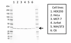 Anti RPL6 Antibody, clone AB01/1E12 (PrecisionAb Monoclonal Antibody) gallery image 1