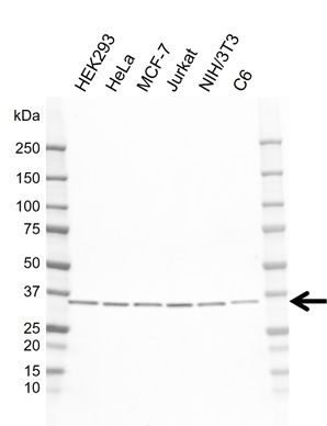 Anti RPL6 Antibody, clone AB01/1E12 (PrecisionAb Monoclonal Antibody) gallery image 1