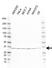 Anti RPL6 Antibody, clone AB01/1E12 (PrecisionAb Monoclonal Antibody) thumbnail image 1