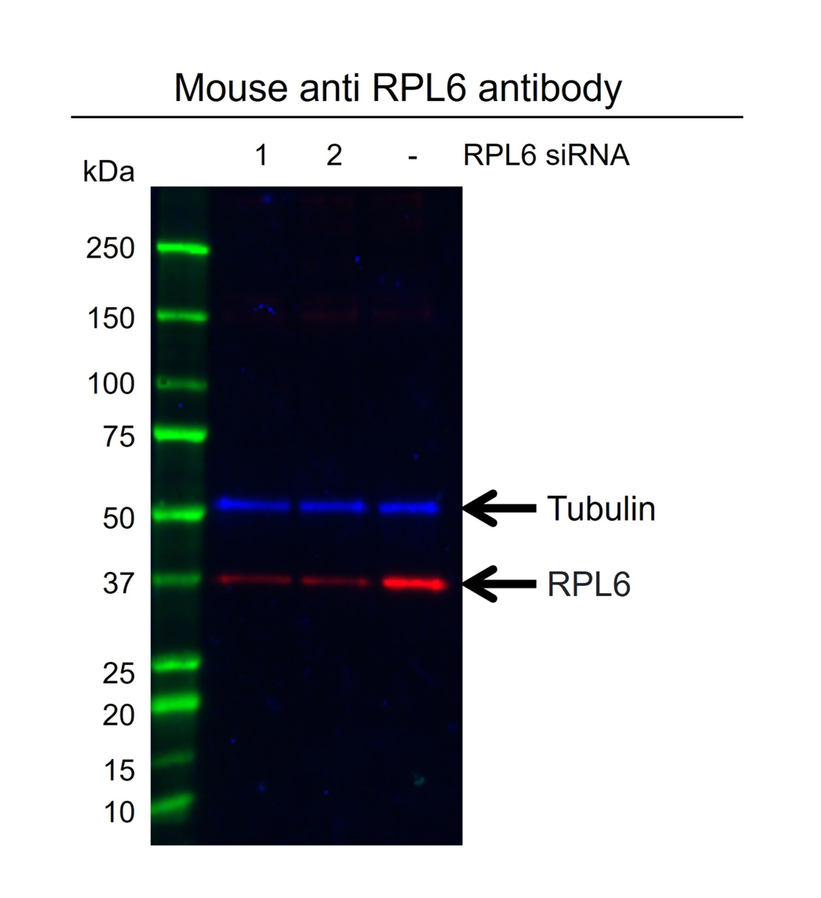 Anti RPL6 Antibody, clone AB01/1E12 (PrecisionAb Monoclonal Antibody) gallery image 2