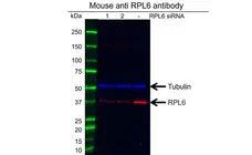 Anti RPL6 Antibody, clone AB01/1E12 (PrecisionAb Monoclonal Antibody) gallery image 2