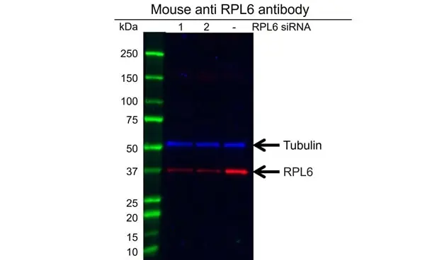 Anti RPL6 Antibody, clone AB01/1E12 (PrecisionAb Monoclonal Antibody) gallery image 2