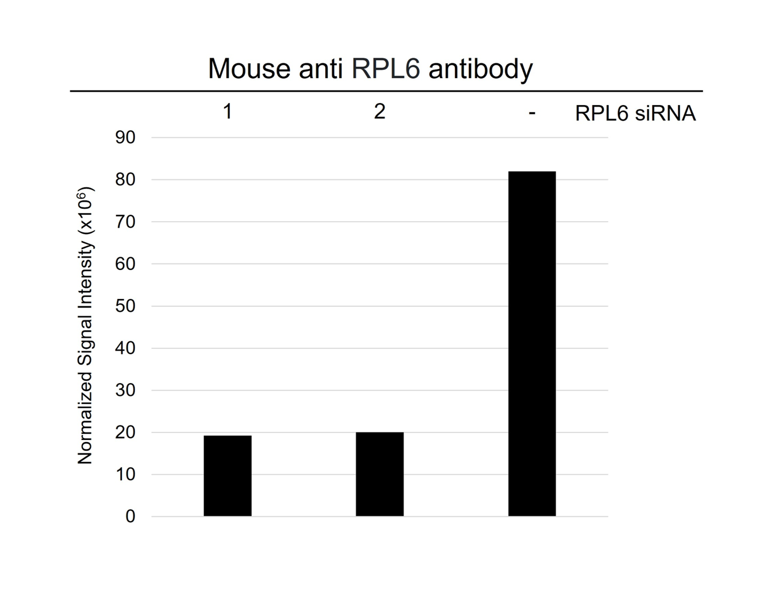 Anti RPL6 Antibody, clone AB01/1E12 (PrecisionAb Monoclonal Antibody) gallery image 3