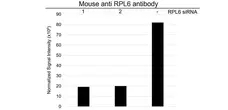 Anti RPL6 Antibody, clone AB01/1E12 (PrecisionAb Monoclonal Antibody) gallery image 3