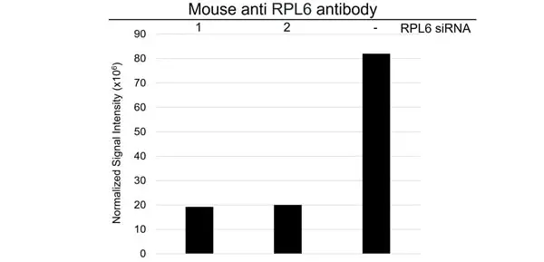 Anti RPL6 Antibody, clone AB01/1E12 (PrecisionAb Monoclonal Antibody) gallery image 3