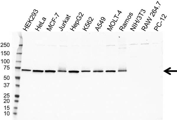 Anti RPN1 Antibody, clone OTI5B1 (PrecisionAb Monoclonal Antibody) gallery image 1