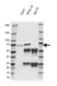 Anti RPN1 Antibody, clone OTI5B1 (PrecisionAb Monoclonal Antibody) thumbnail image 2
